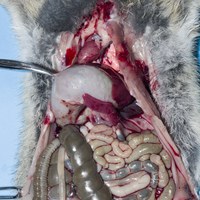 This juvenile wild rabbit was killed by a buzzard. It was in good bodily condition. There were claw injuries to the chest and abdomen. The duodenum was torn. Post-mortem examination also shows the normal position and size of the spleen in an immature rabbit. It also shows the size of the thymus before regression. Although the thymus is reputed to persist into adulthood in rabbits, it is much more prominent in young animals.
