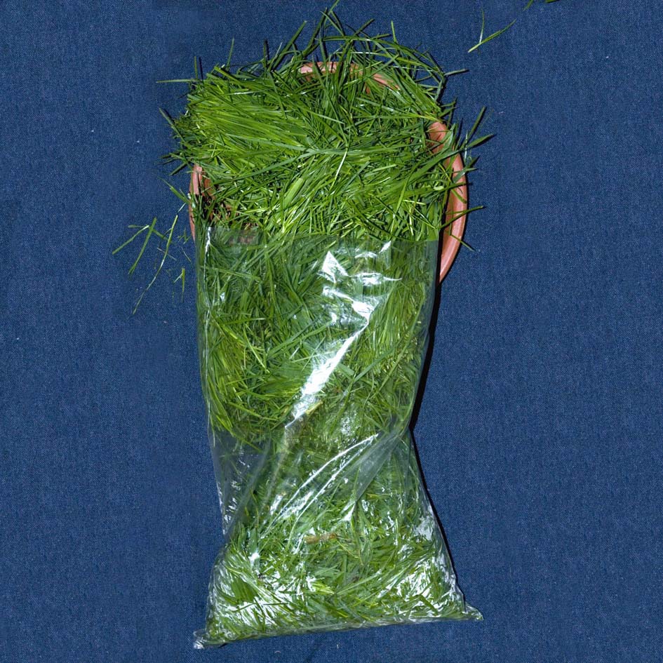 Grass (463g)