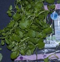 Watercress (11 bags)