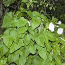 Bindweed (Hedge)