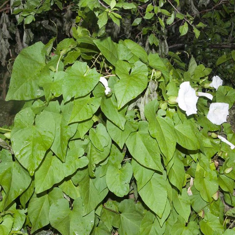 Bindweed (Hedge)