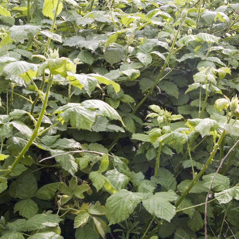 Blackberry (brambles)