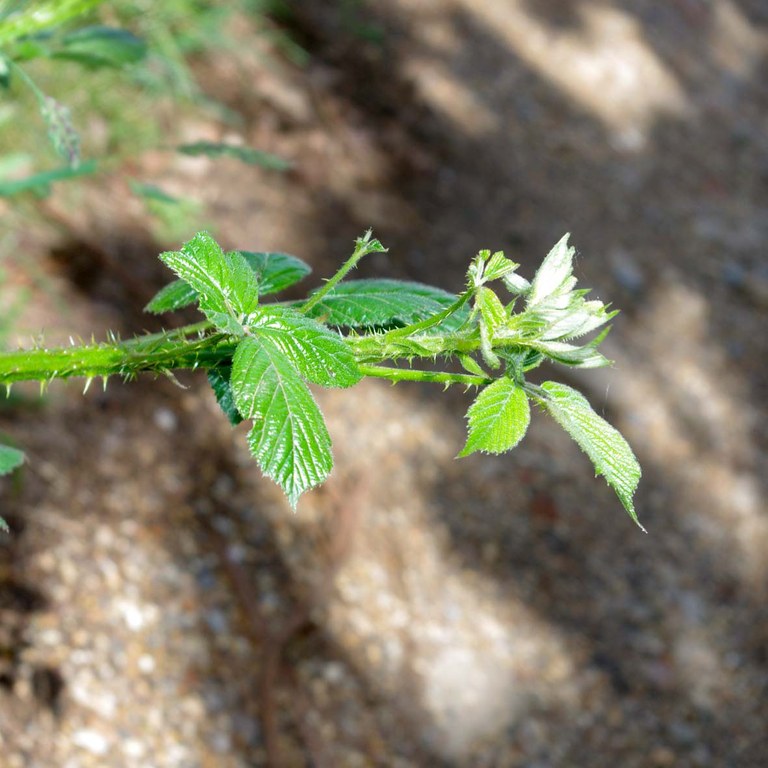 Bramble tips
