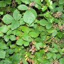 Blackberry leaves