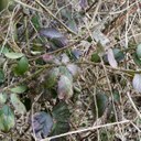Bramble leaves in winter