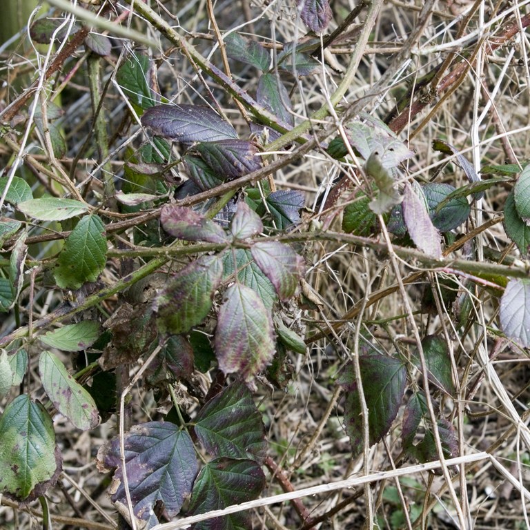Bramble leaves in winter