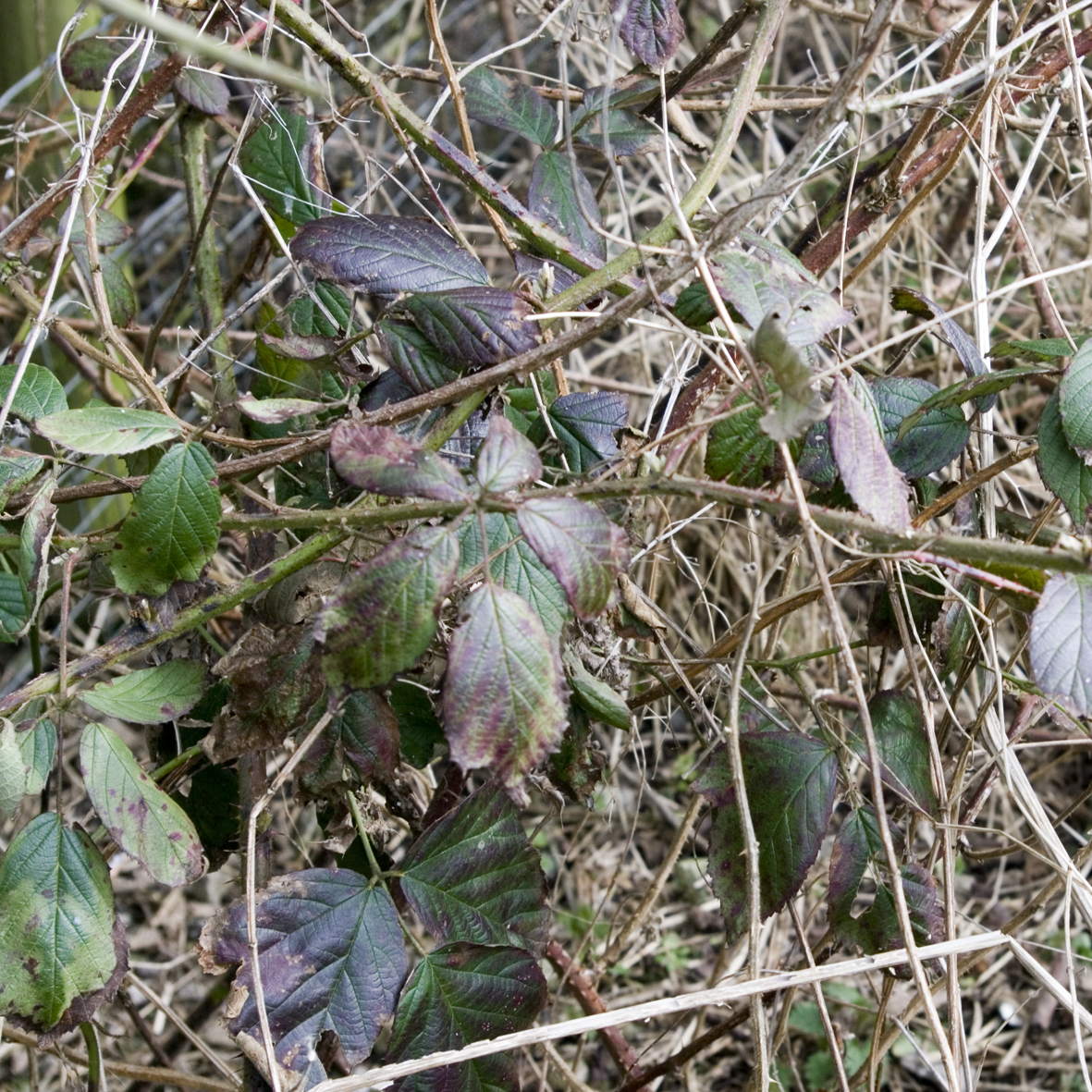 Bramble leaves in winter