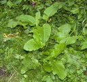 Dock (Broad-leaved)