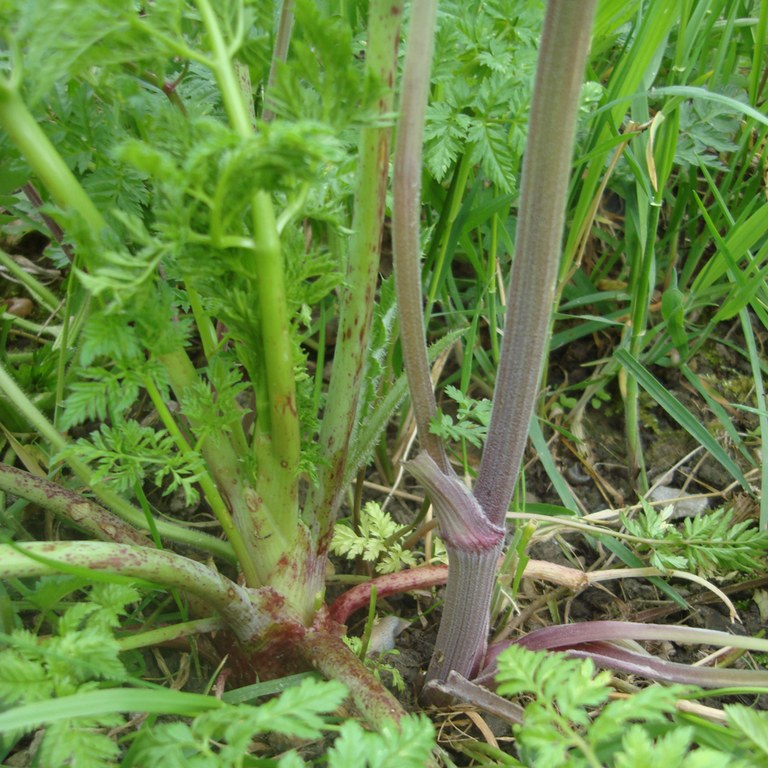 Cow Parsley- comparison with poison hemlock
