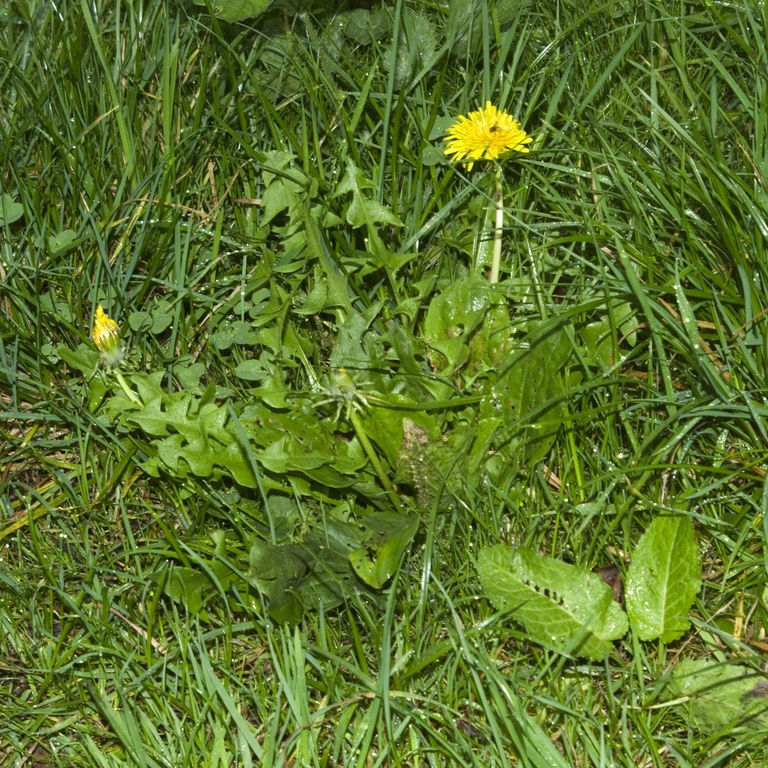Dandelion in flower