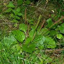 Plantain (broad-leaved)