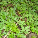 Ground Elder (new leaves)