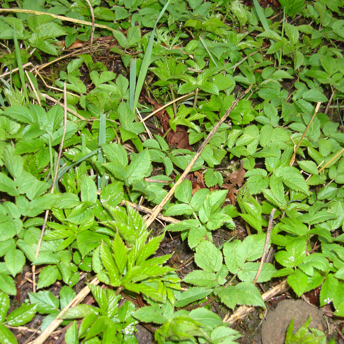 Ground Elder (new leaves)