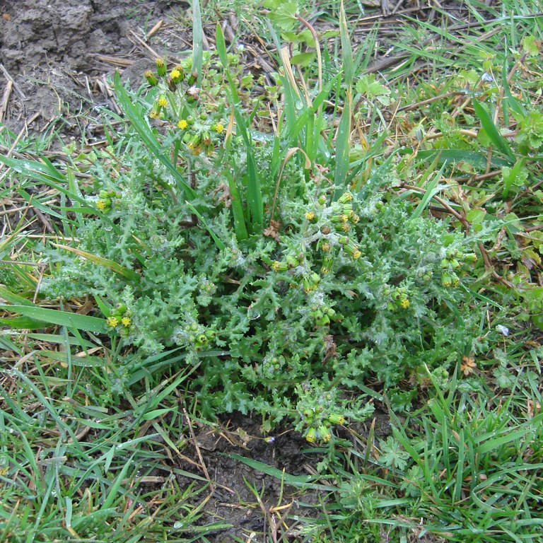 Groundsel
