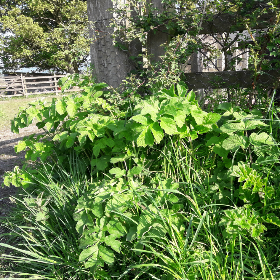 Hogweed plant