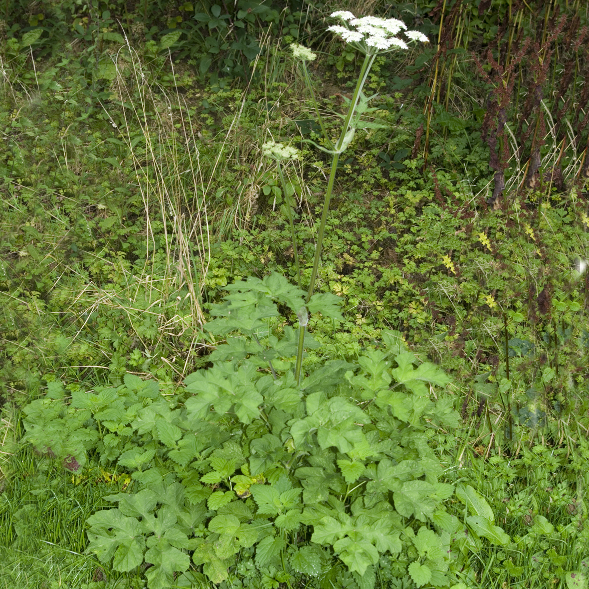 Hogweed
