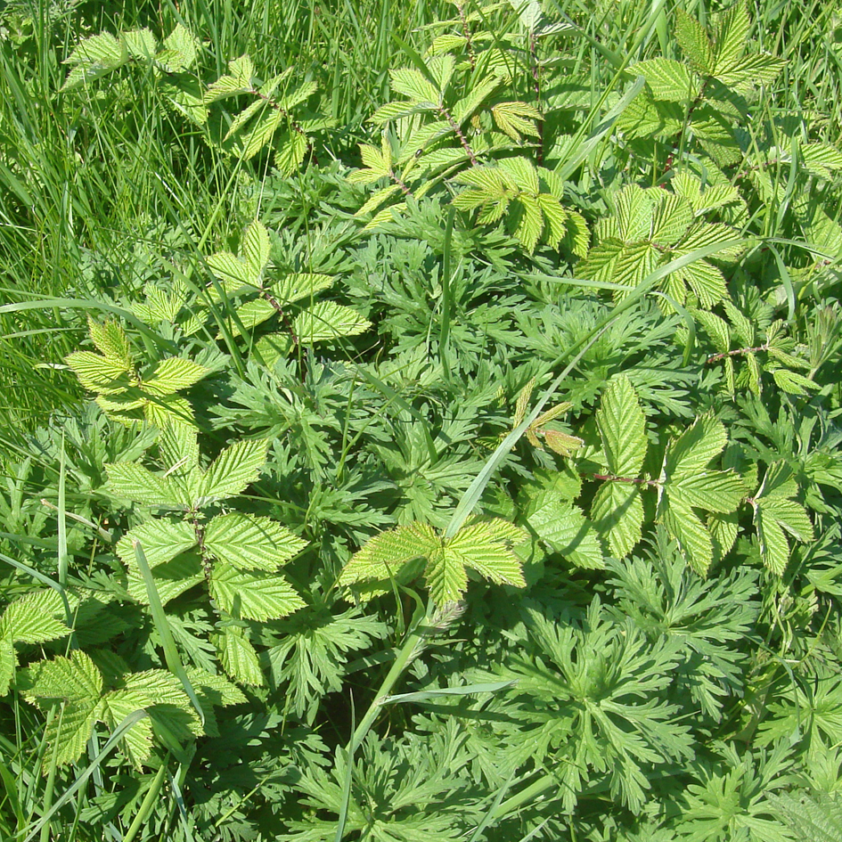 Meadowsweet leaves