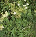 Meadowsweet