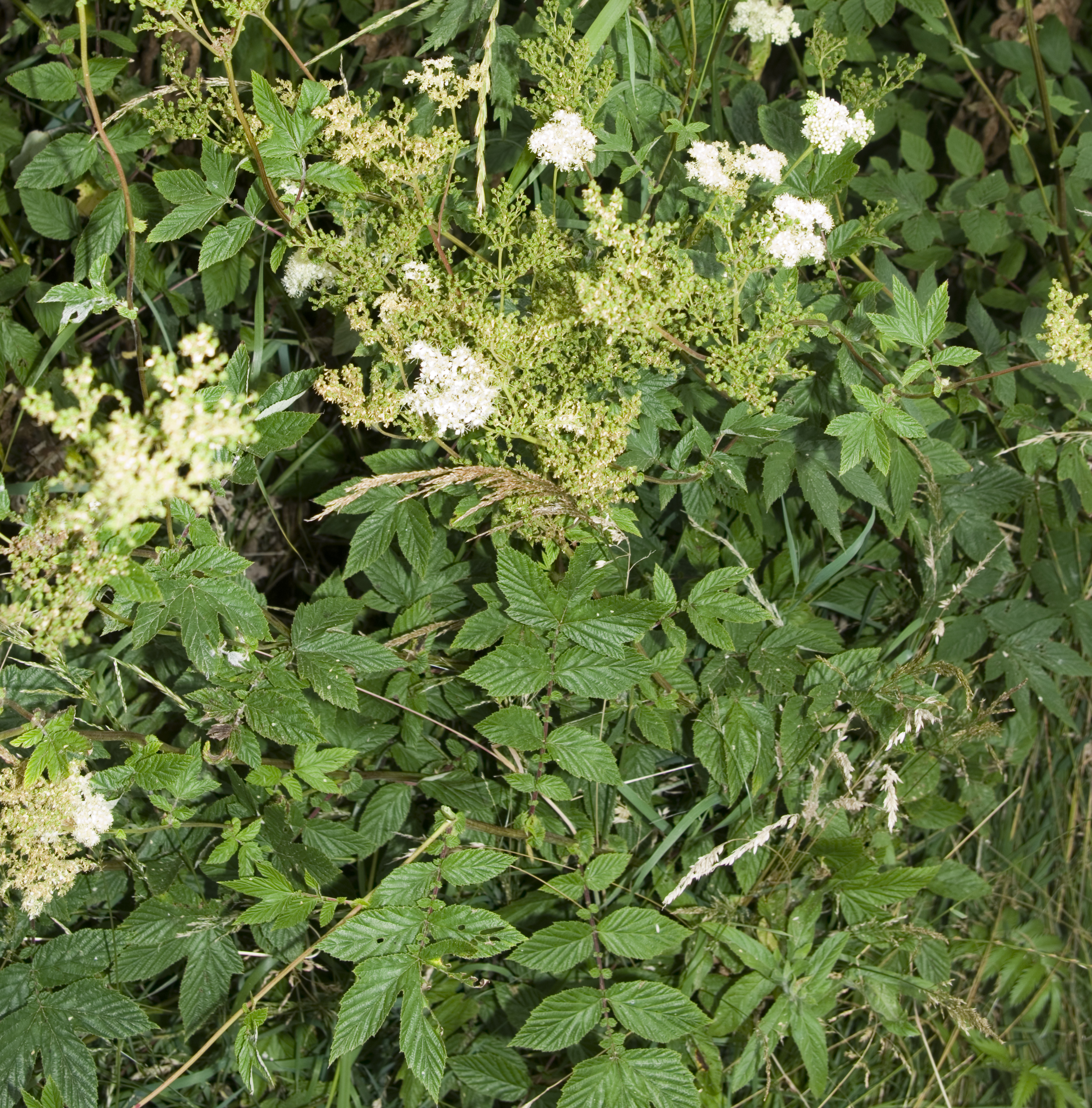 Meadowsweet