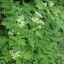 Sweet Cicely