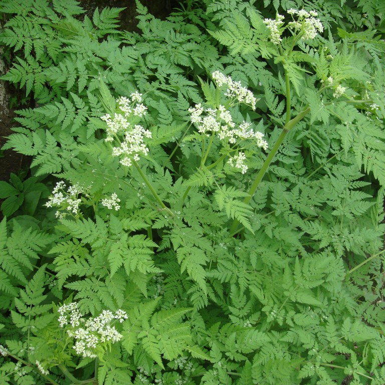 Sweet Cicely