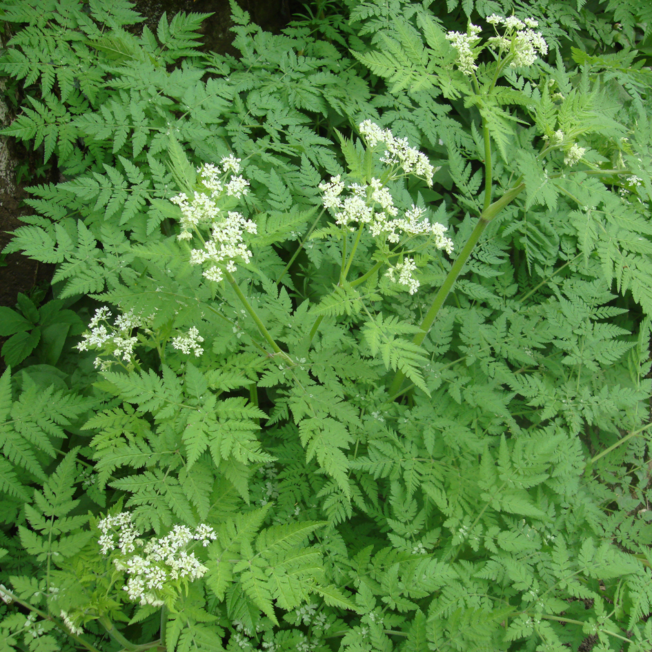 Sweet Cicely