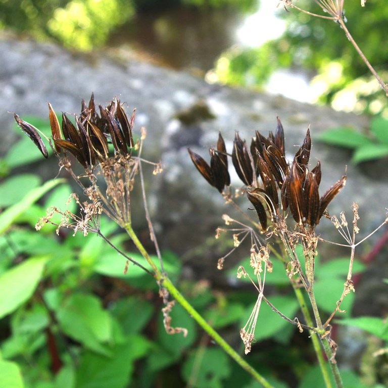 Sweet cicely seeds