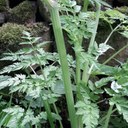 Sweet Cicely main stem