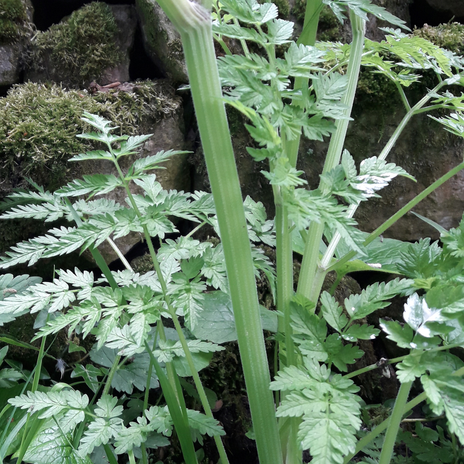 Sweet Cicely main stem