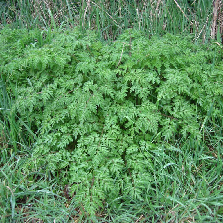 Cow parsley