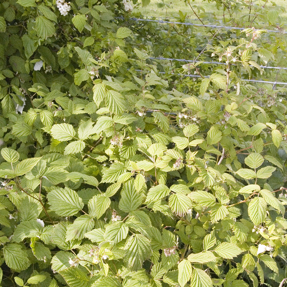 Wild raspberries