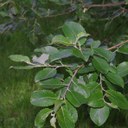 Willow (goat willow) leaves