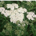 Yarrow flower