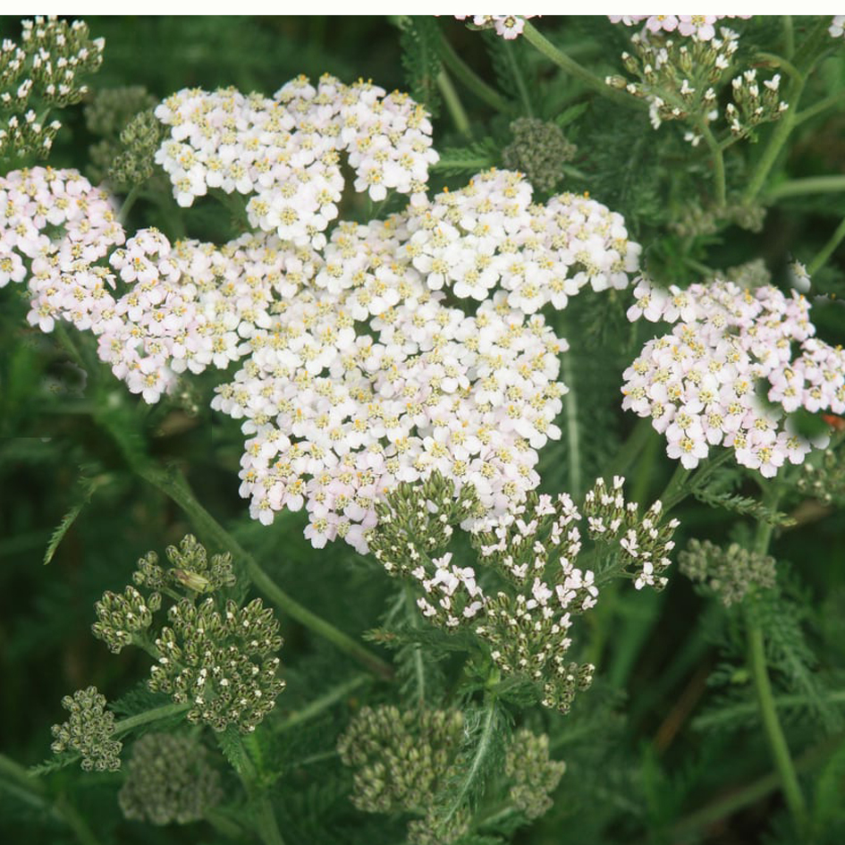 Yarrow flower