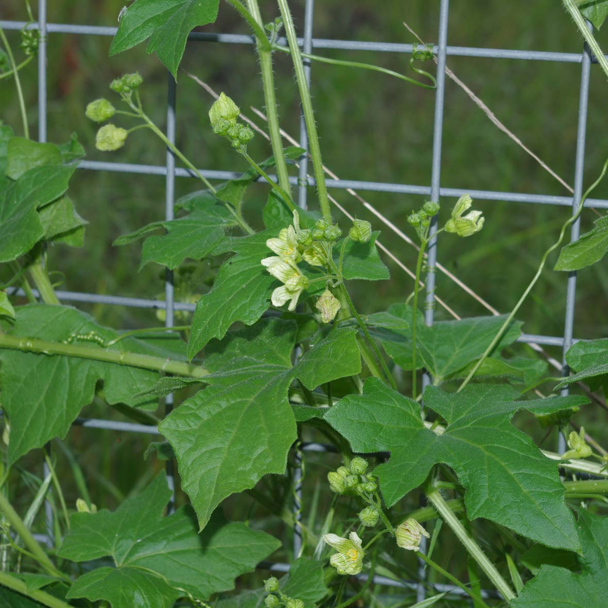 Bryony flowers