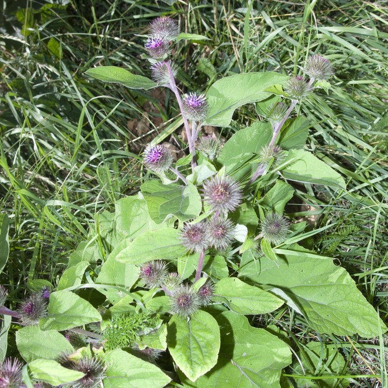 Burdock