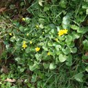 Celandine