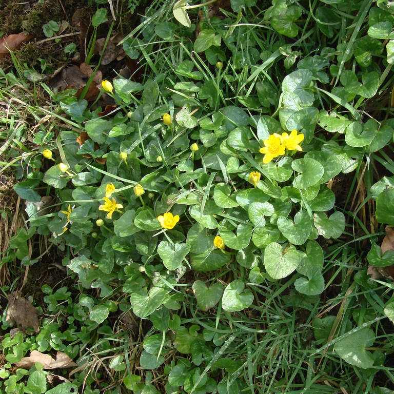 Celandine