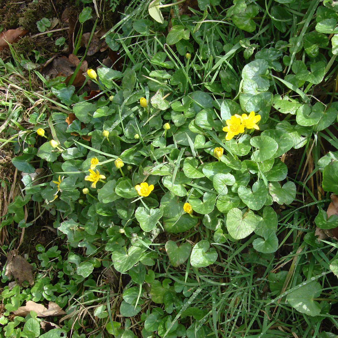 Celandine