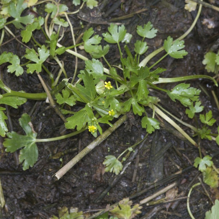 Celery leaved buttercup