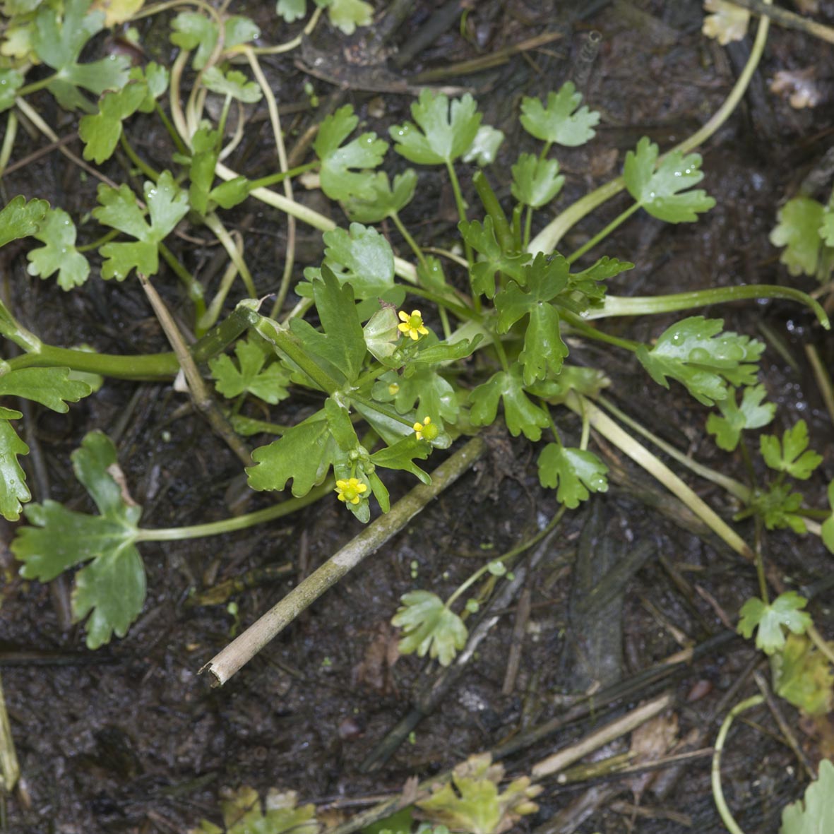 Celery leaved buttercup