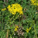 Ragwort