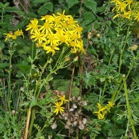 Ragwort
