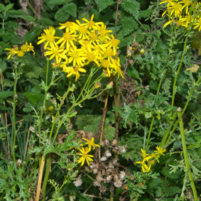 Ragwort