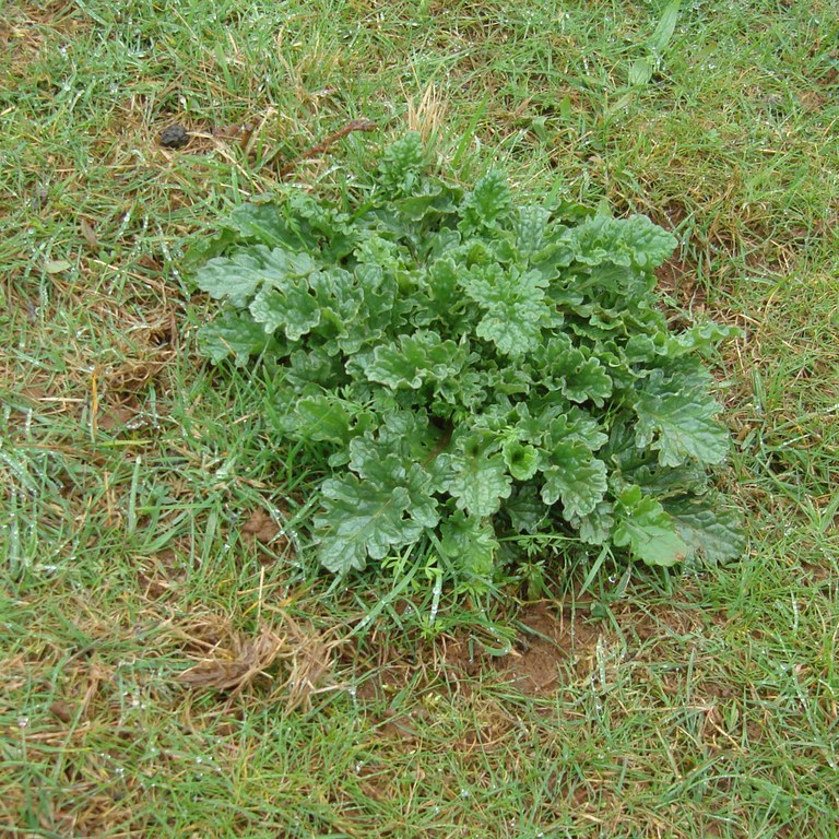 Ragwort rosettes
