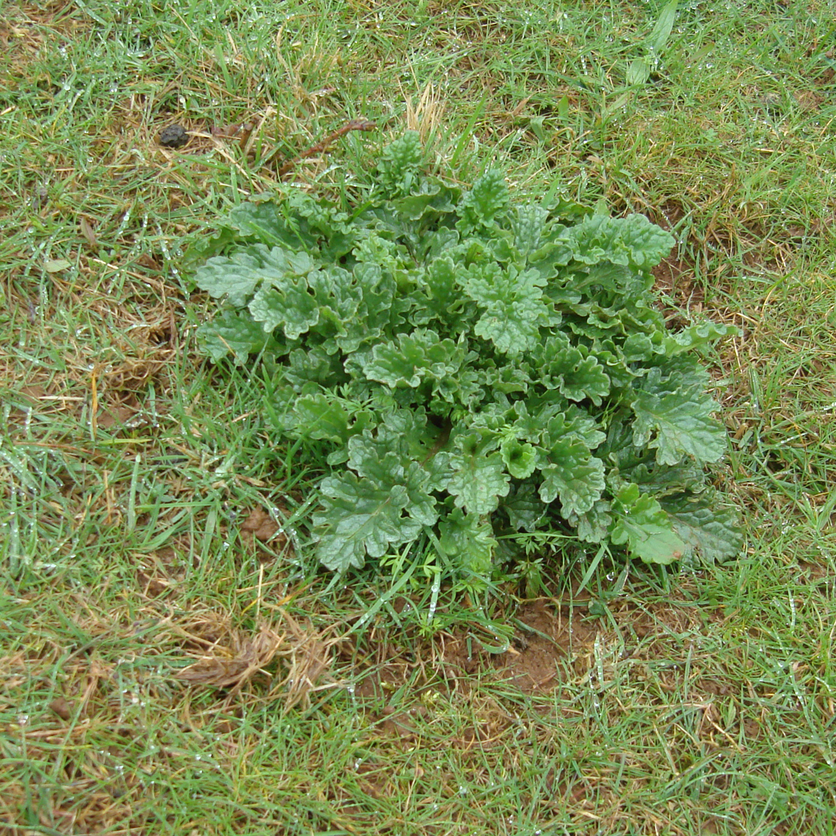 Ragwort rosettes