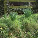 Daffodils (and other plants from bulbs)