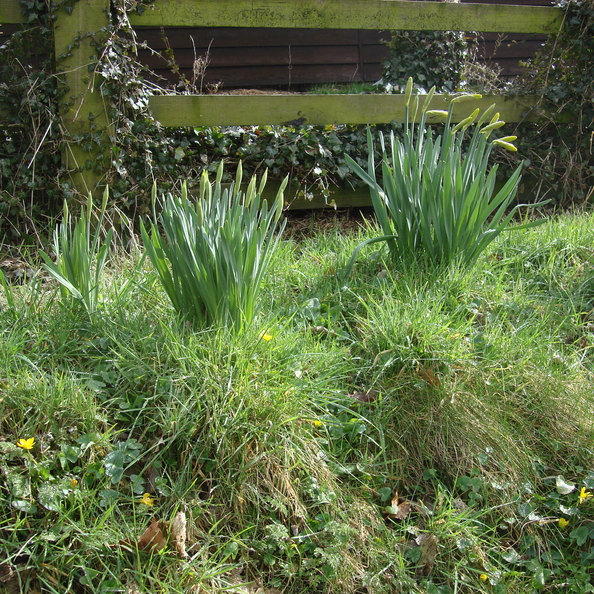 Daffodils (and other plants from bulbs)