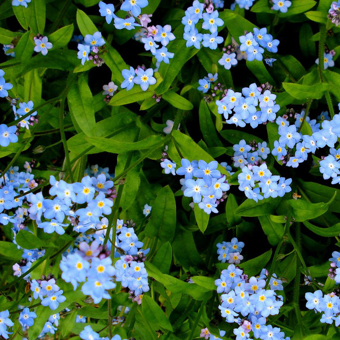 Forget-me-not