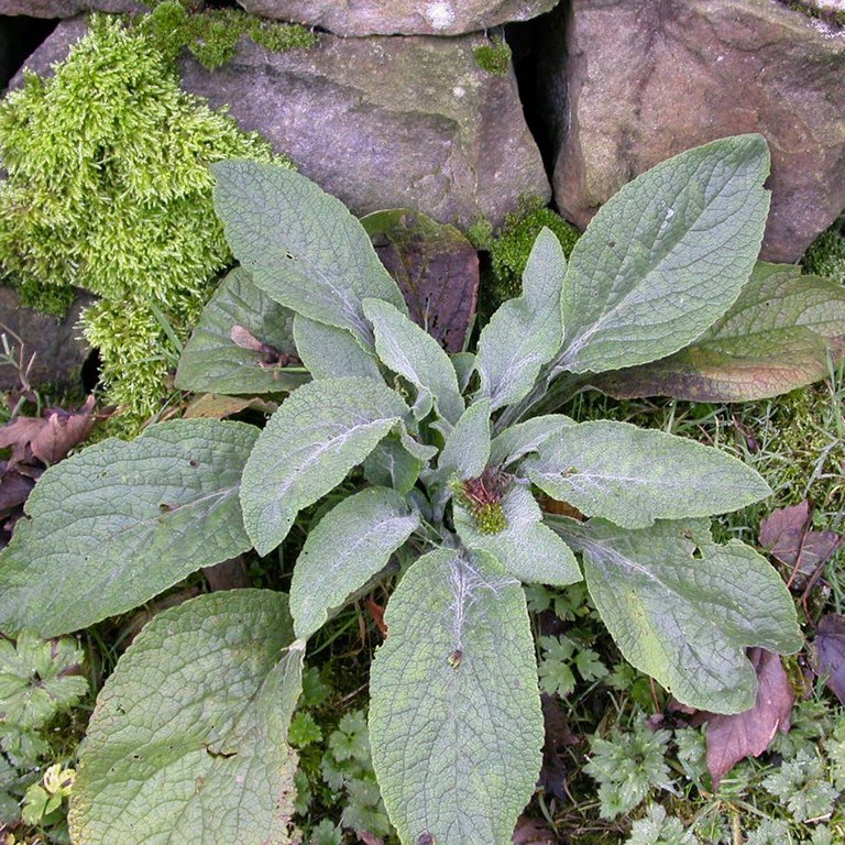 Foxglove leaves